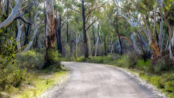 Tooth's Walking Track to Bundanoon Creek Walk (3km) Tooth's walking track to bundanoon creek walk (3km)
