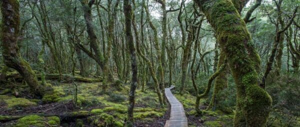 Enchanted forest walk trail hiking australia 600x254