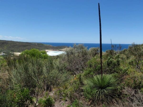 Grass tree track 600x450