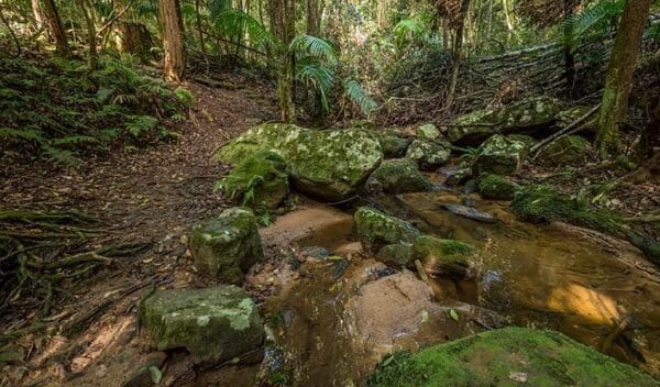 Great north walk palm grove nature reserve trail hiking australia 600x352