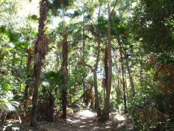 Lillypilly loop trail 600x450