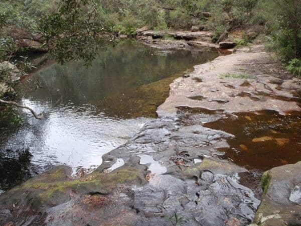 Sassafras gully loop 600x450