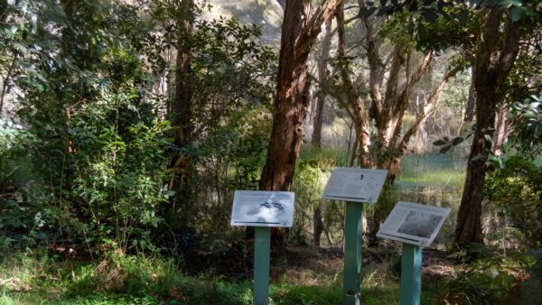 Awaba bay foreshore walk (1. 6km)