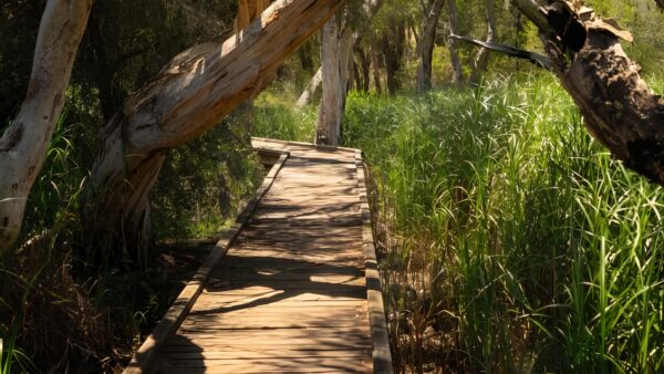 Eaton foreshore walk (5km)