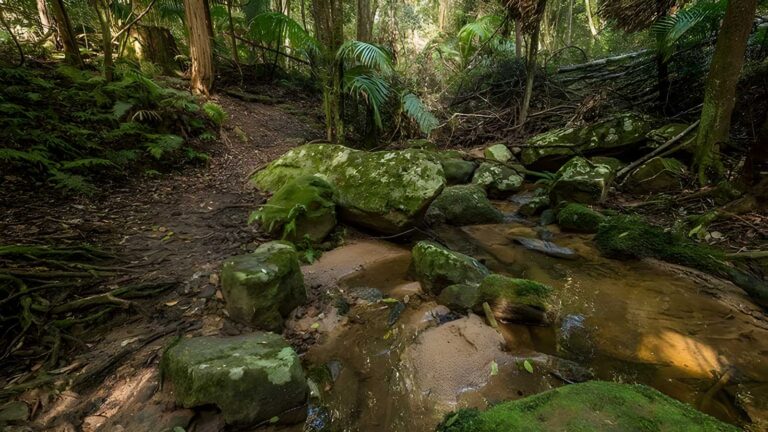 Great North Walk: Palm Grove Walk (2.8km) Great north walk: palm grove walk (2. 8km)