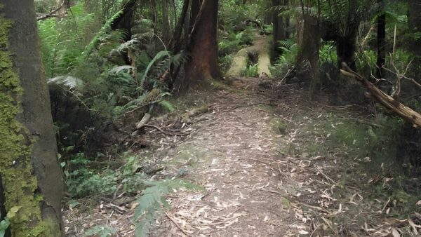 Powelltown Tramway Hike (43.5km) Powelltown tramway hike (43. 5km)