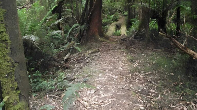 Powelltown tramway hike (43. 5km)