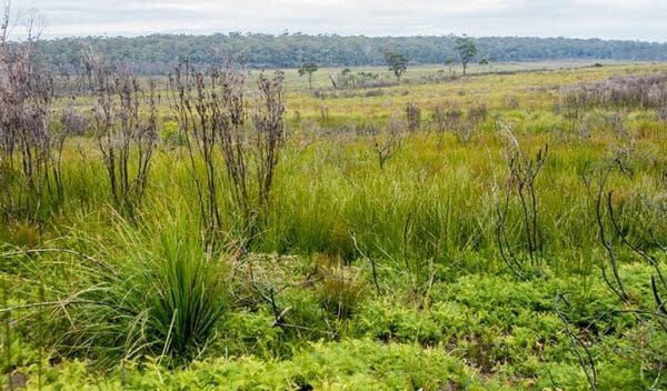 Budderoo track trail hiking australia 600x352