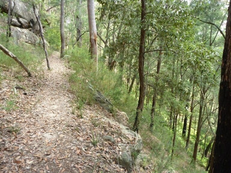 Bumble Hill Dray Track Hike (5.6km) Bumble hill dray track greta rd to forest road to yarramalong 768x576