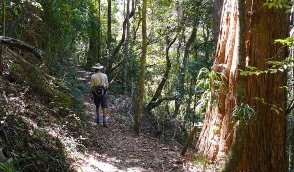 Casuarina falls circuit trail hiking australia 600x352