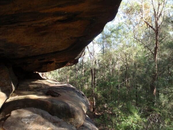 Cherrybrook to thornleigh 600x450