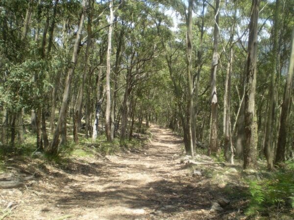 Six Foot Track Walk (46km) Jenolan cottages to caves 600x450