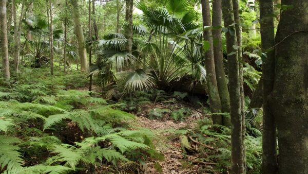 Durras lake discovery trail walk (1. 7km)
