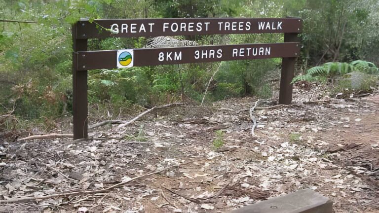 Great forest trees walk (8km)