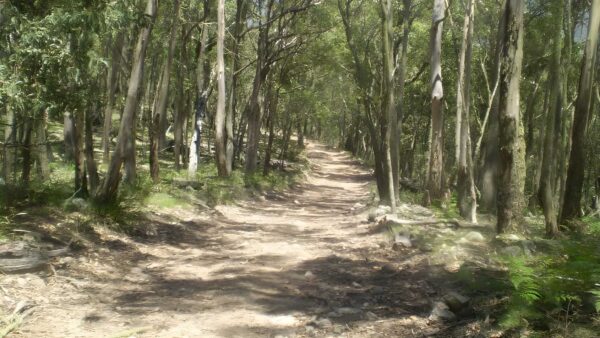 Jenolan cottages to caves walk (4. 6km)