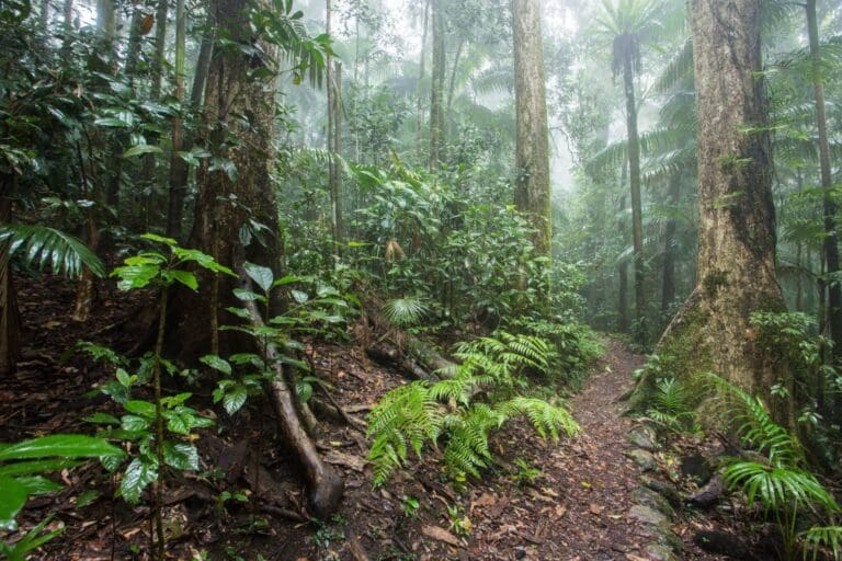 Cedar Grove Track (2.8km) Cedar grove track 768x512