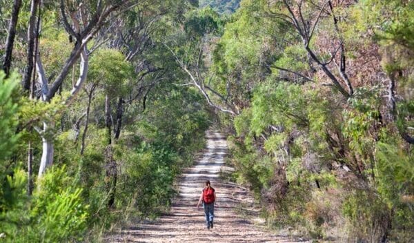 Dubbo gully loop trail trail hiking australia 600x352