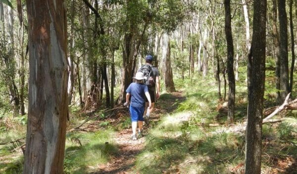 Snowgum Walking Track (900m) Federal falls walk trail hiking australia 600x352