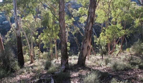 Mount gray walking track trail hiking australia 600x352
