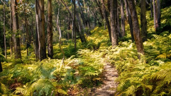Federal falls walk (4km)