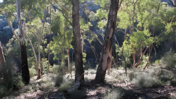Mount gray walking track (7km)