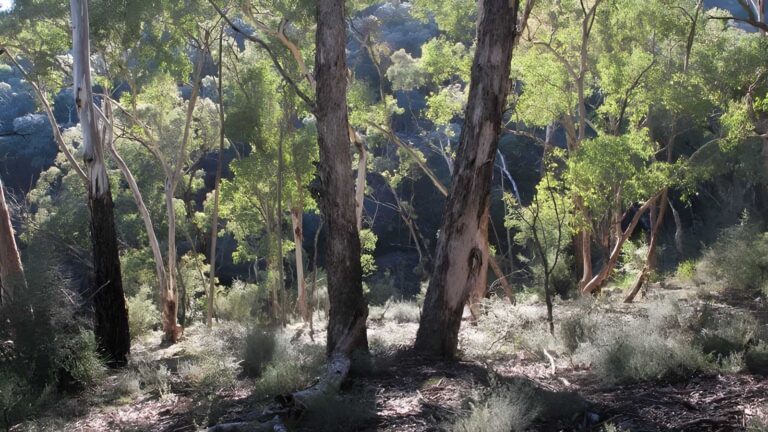 Mount Gray Walking Track (7km) Mount gray walking track (7km)