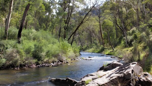 Yarrangobilly river walk (3km)