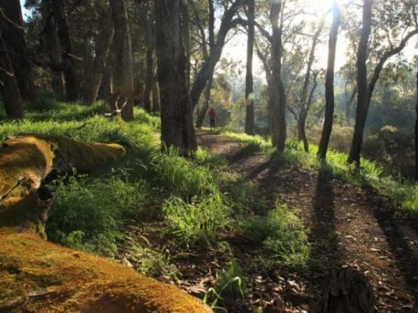 Blackwood river walk 600x450