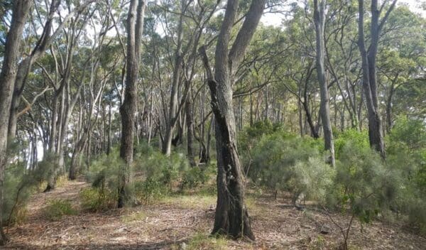 Hikes in New South Wales Gap beach walking track trail hiking australia 600x352