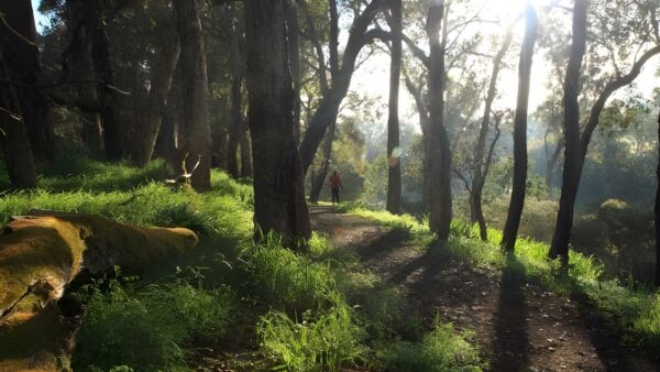 Blackwood river walk (6km)