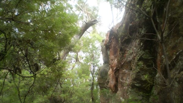 Conservation hut to breakfast point lookout walk (1. 9km)
