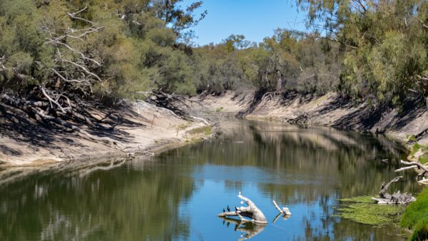 Kinchega homestead billabong walk (2. 3km)