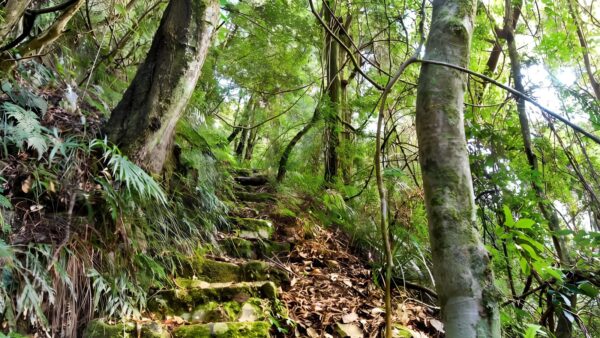 Rosewood creek walking track (5. 5km)