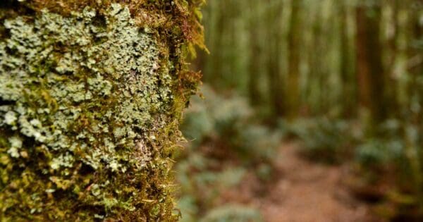 Hikes Starlings gap via new ada mill 600x315