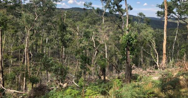 Blackwood ruth gully circuit 600x315