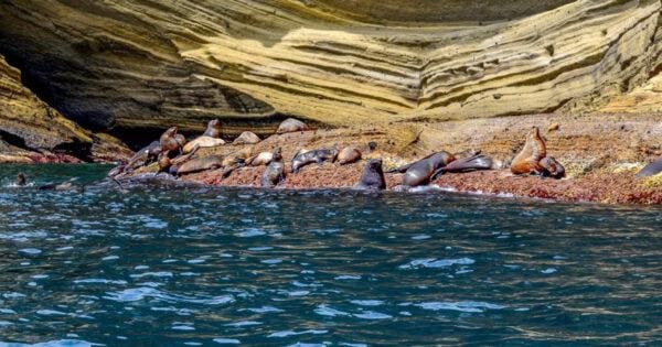 Cape bridgewater seal colony 600x315