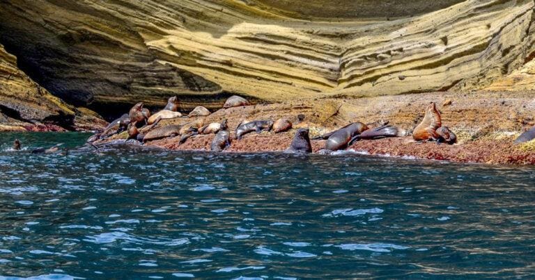 Cape bridgewater seal colony 768x403