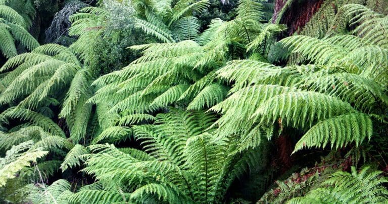 Fern tree to neika 768x403