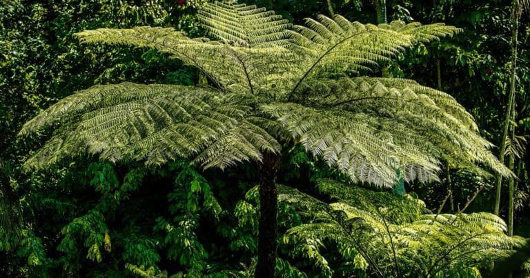 Fern tree to the springs loop 768x403