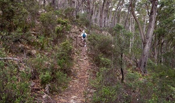 Hikes Mount imlay summit walking track trail hiking australia 600x352