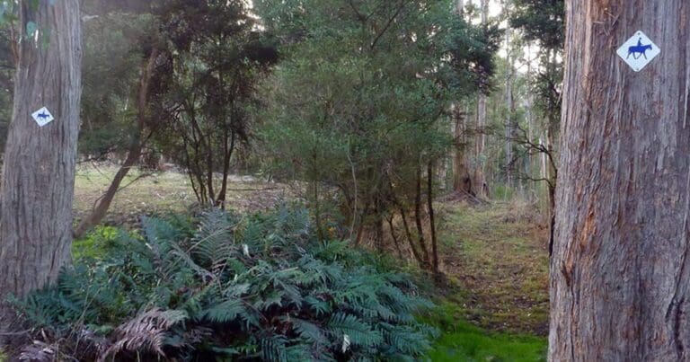 Nierinna Creek Track (6.5km) - Margate, TAS
