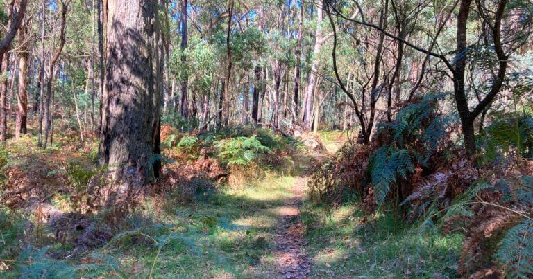 Werribee River Mount Hope Circuit 2 Hike (17km) Werribee river mount hope circuit 2 768x403