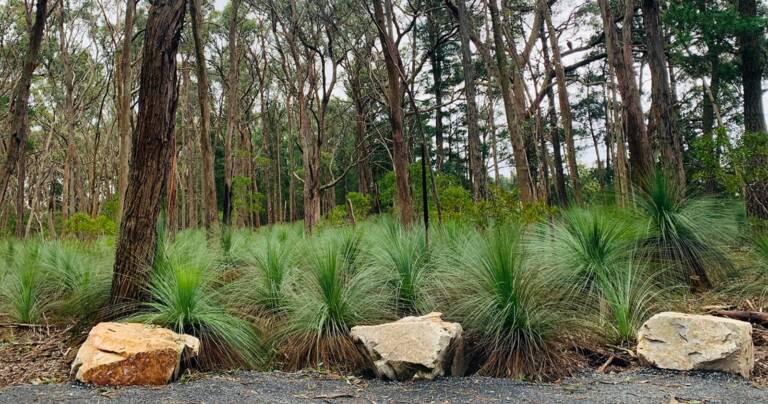 Dementia friendly trail forest woowookarung 768x404