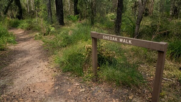 Sheoak Trail Walk (2.4km) Sheoak trail walk (2. 4km)