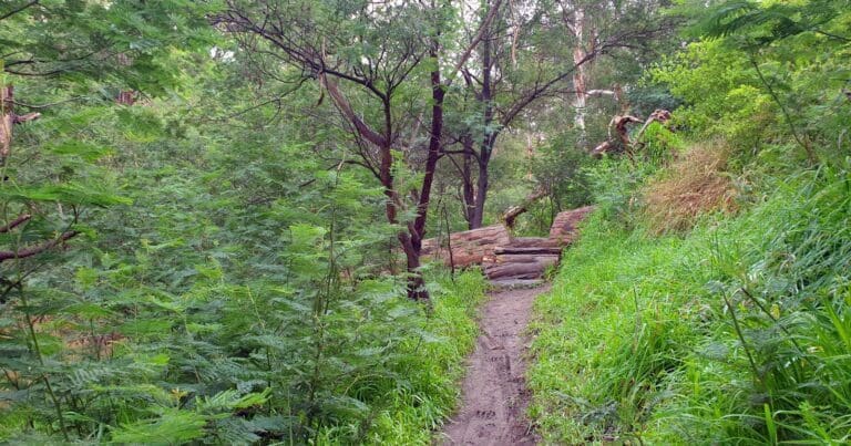 Plenty Gorge River Hike (21km) Trail hiking plenty gorge river hike 1 768x403