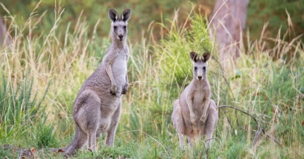 Hikes Camel pad track 600x315