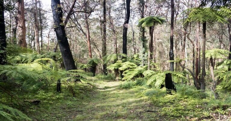 Carabeen walk 768x404