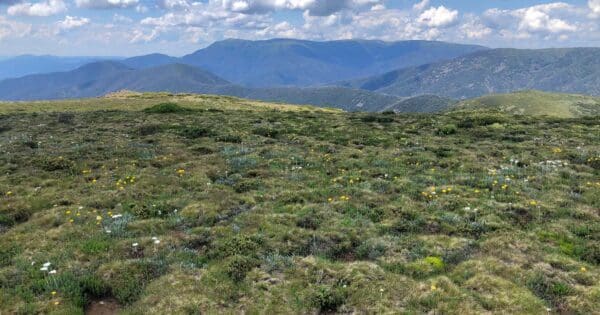 Hotham Huts Walk (18km) Feathertop and highplains circuit 600x315