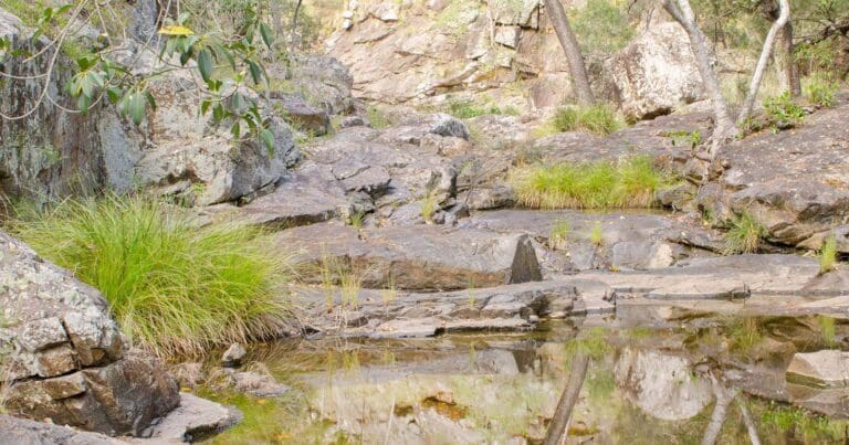 Ooline Creek Track (4.5km) Ooline creek track 768x403