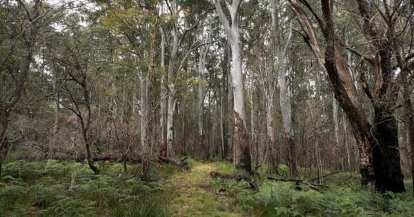 Platypus pool walking track 600x315